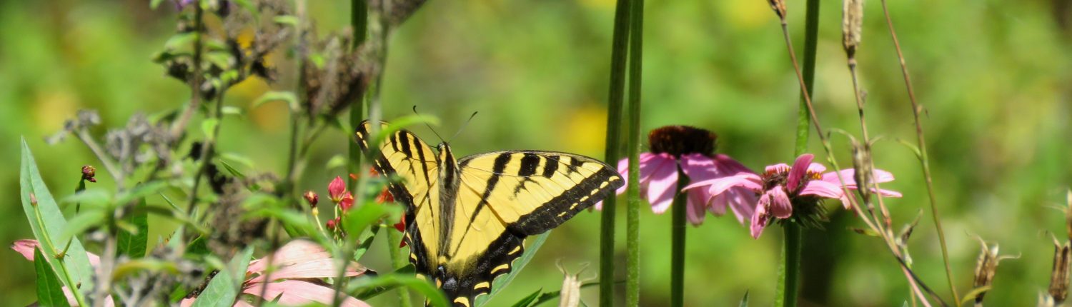 Butterfly Butterfly