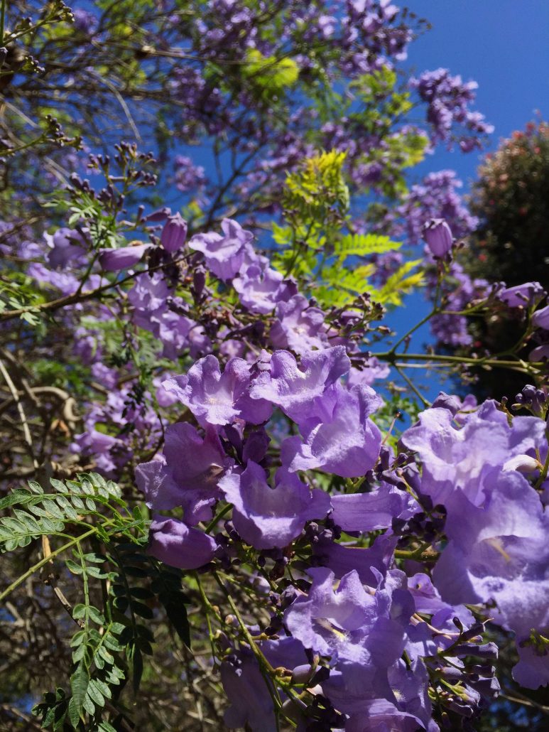 Jacaranda mimosifolia