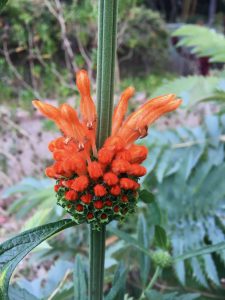 Leonotis leonurus