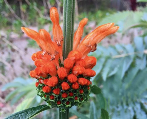 Leonotis leonurus