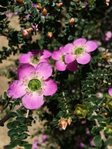 Leptospermum rotundifolium