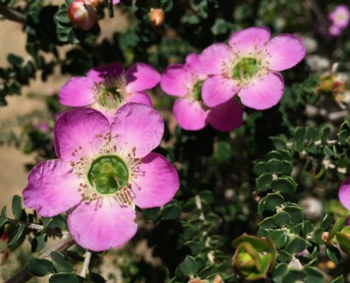 Leptospermum rotundifolium