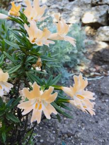 Mimulus aurantiacus Mimulus aurantiacus