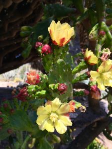 Opuntia monacantha Opuntia monacantha