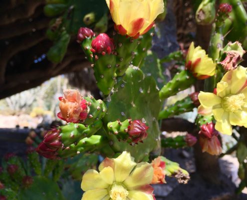 Opuntia monacantha Opuntia monacantha