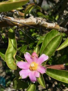 Pereskia grandifolia Pereskia grandifolia