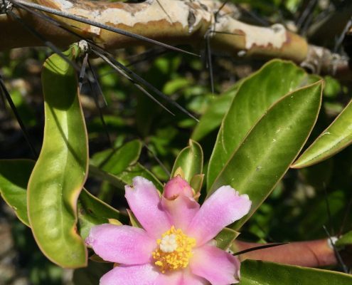 Pereskia grandifolia Pereskia grandifolia