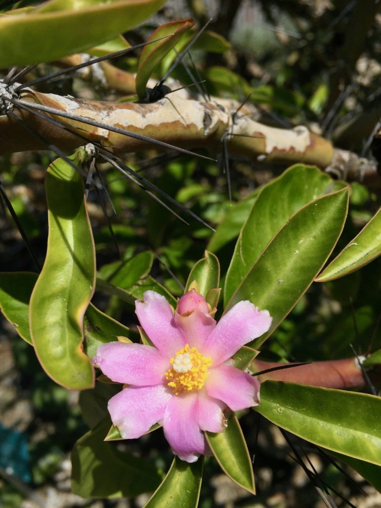 Pereskia grandifolia