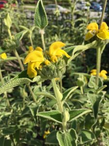 Phlomos fruticosa Phlomos fruticosa