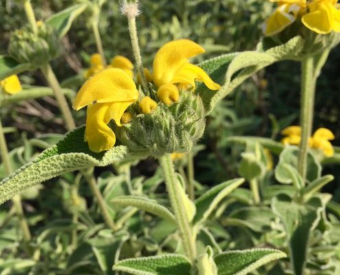 Phlomos fruticosa Phlomos fruticosa
