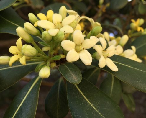Pittosporum tobira Pittosporum tobira