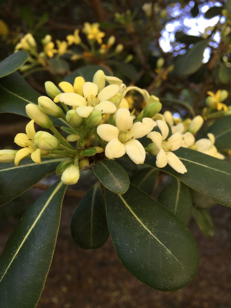 Pittosporum tobira