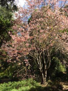 Prunus serrulata 'Pink Cloud' Prunus serrulata 'Pink Cloud'