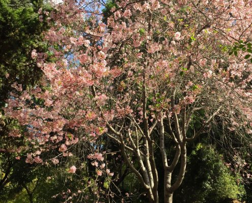 Prunus serrulata 'Pink Cloud' Prunus serrulata 'Pink Cloud'