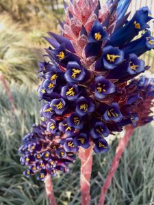Puya venusta Puya venusta