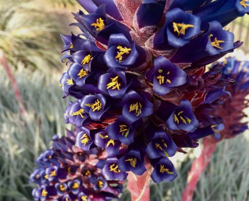 Puya venusta Puya venusta