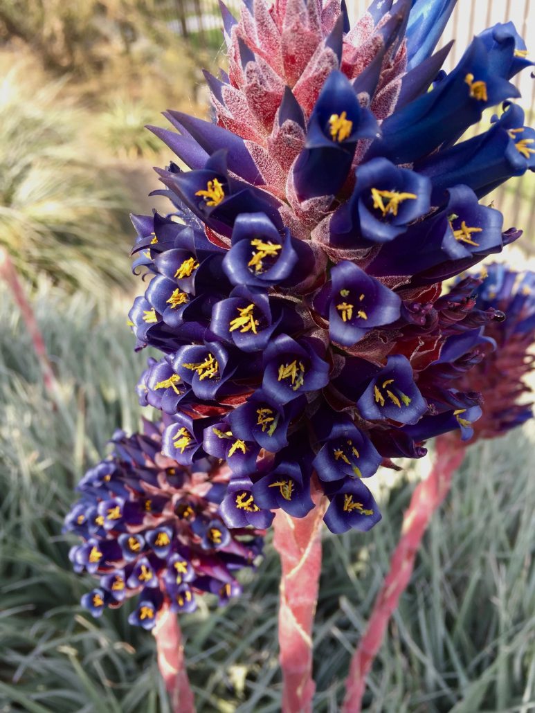 Puya venusta