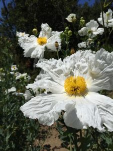 Romneya coulteri Romneya coulteri