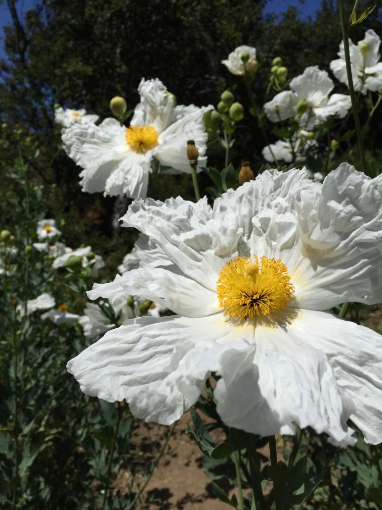 Romneya coulteri