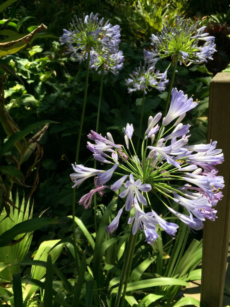 Agapanthus africanus Agapanthus africanus