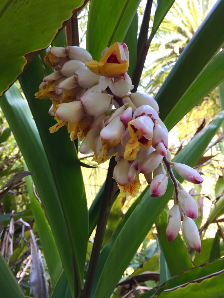 Alpinia zerumbet Alpinia zerumbet