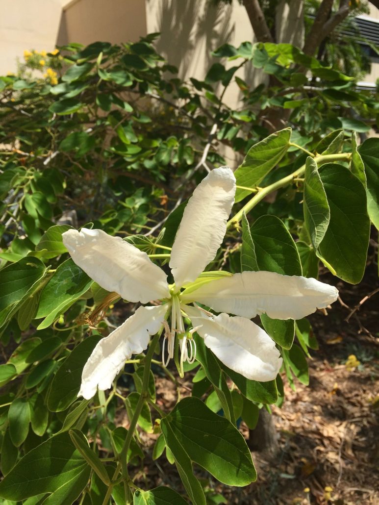 Bauhinia forficata Bauhinia forficata
