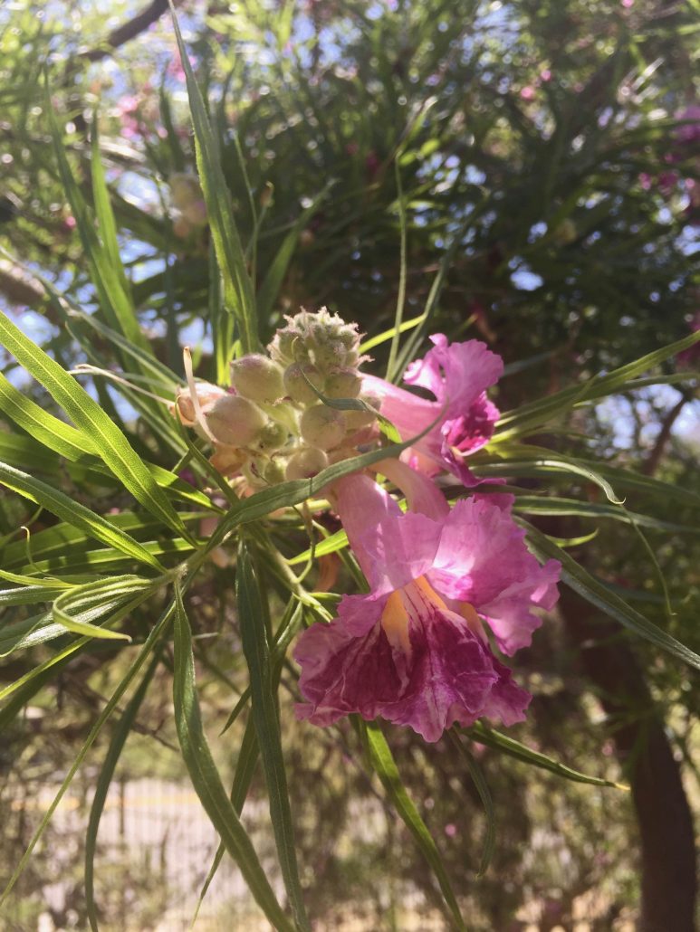 Chilopsis linearis Chilopsis linearis