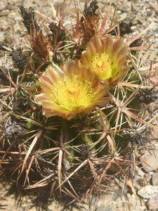 Ferocactus viridescens Ferocactus viridescens