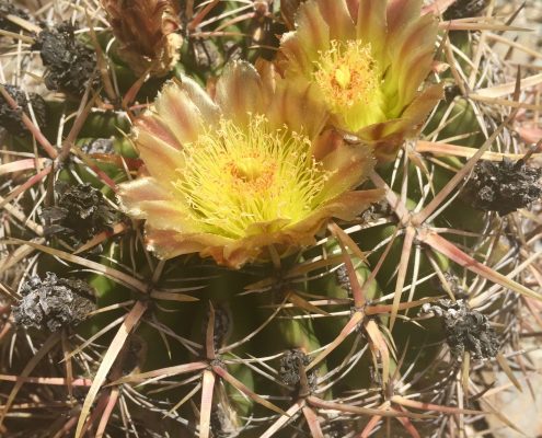 Ferocactus viridescens Ferocactus viridescens