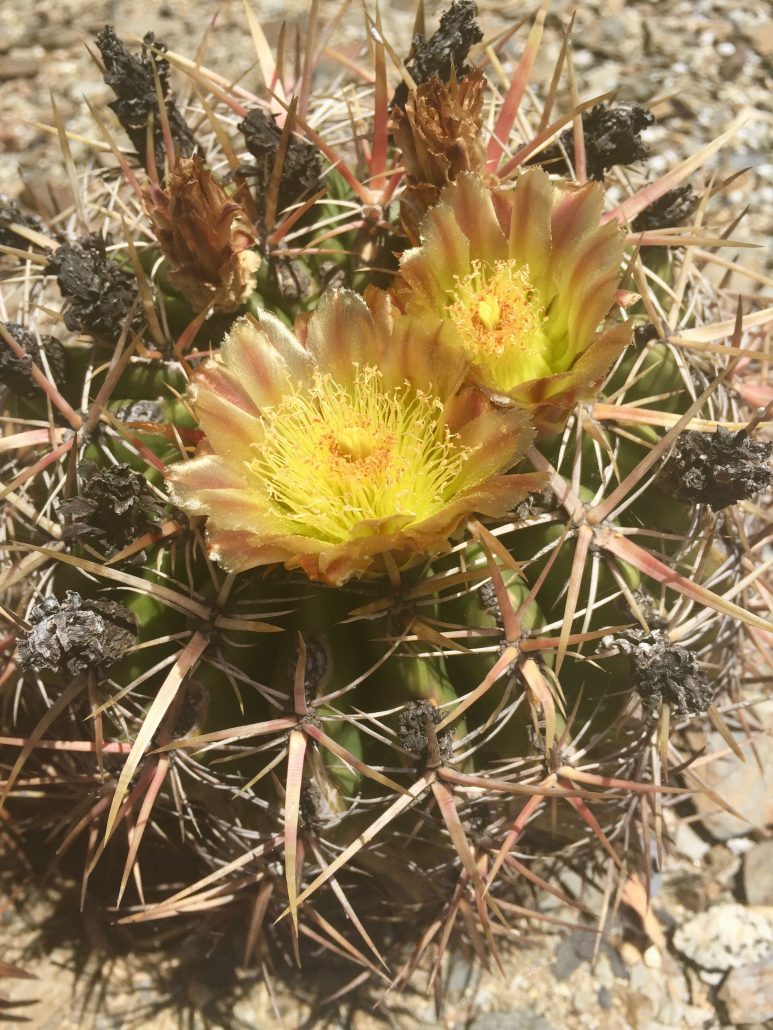 Ferocactus viridescens Ferocactus viridescens