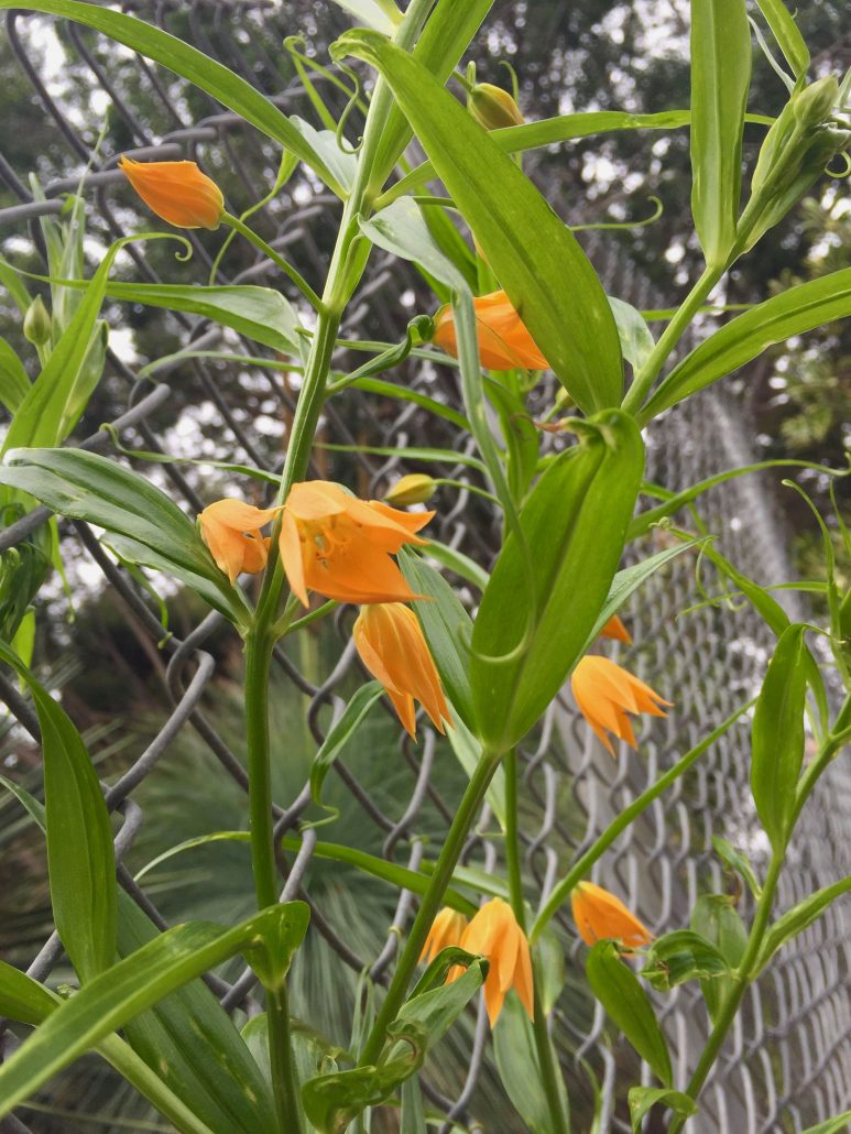Gloriosa modesta Gloriosa modesta