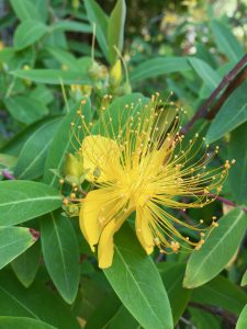 Hypericum monogynum Hypericum monogynum