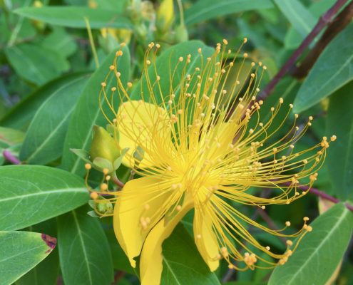 Hypericum monogynum Hypericum monogynum