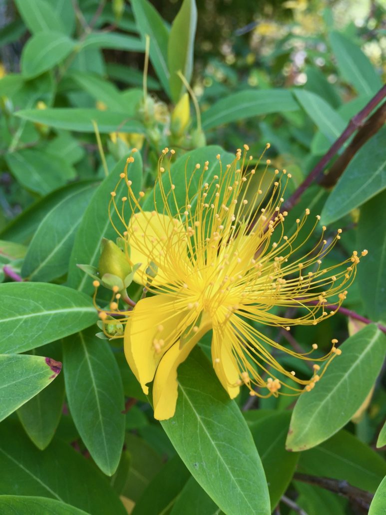 Hypericum monogynum Hypericum monogynum