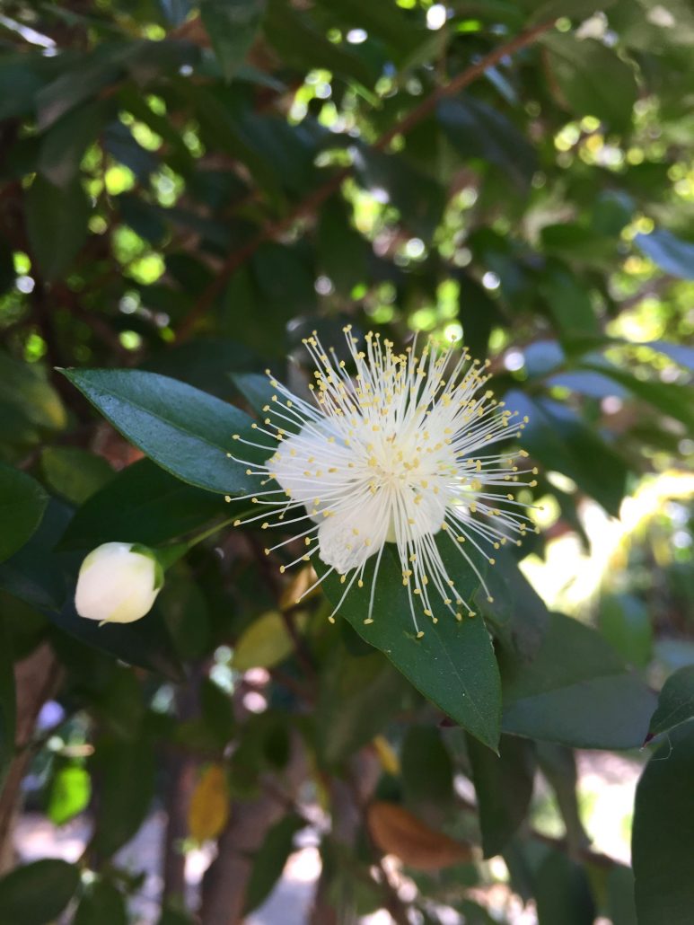 Myrtus communis Myrtus communis