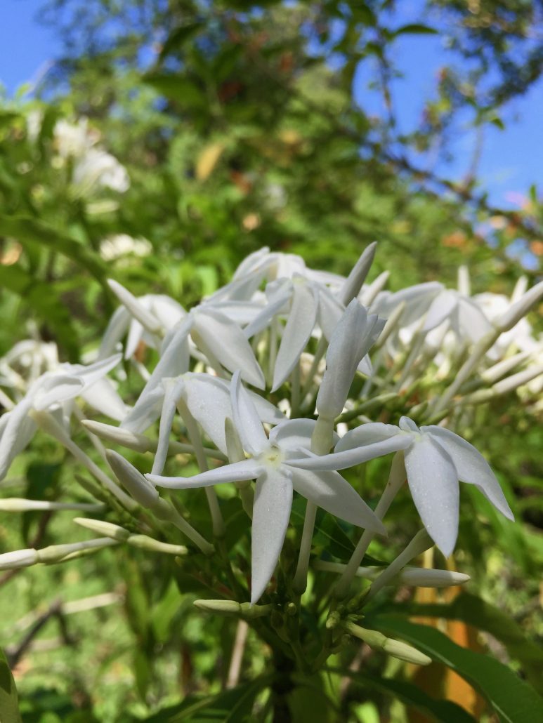 Alstonia venenata