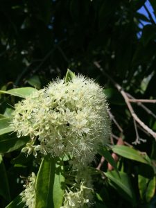 Backhousia citriodora