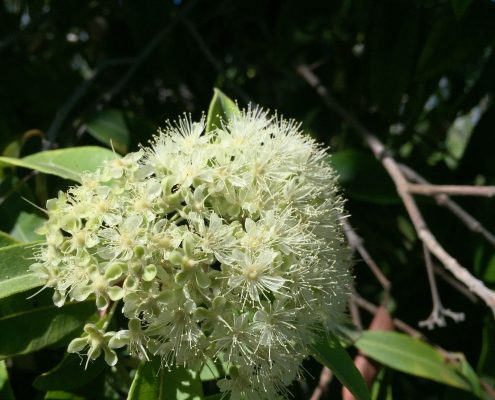 Backhousia citriodora