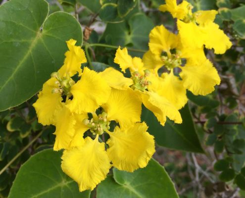 Bauhinia natalensis Bauhinia natalensis