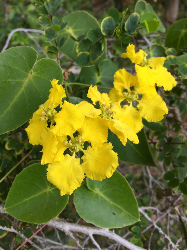 Bauhinia natalensis
