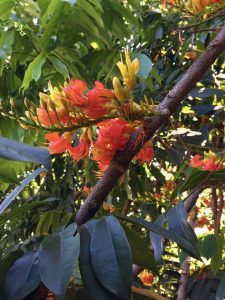Castanospermum australe Castanospermum australe