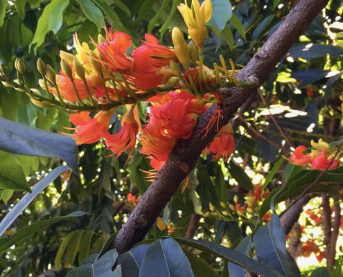 Castanospermum australe Castanospermum australe