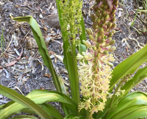 Eucomis comosa Eucomis comosa