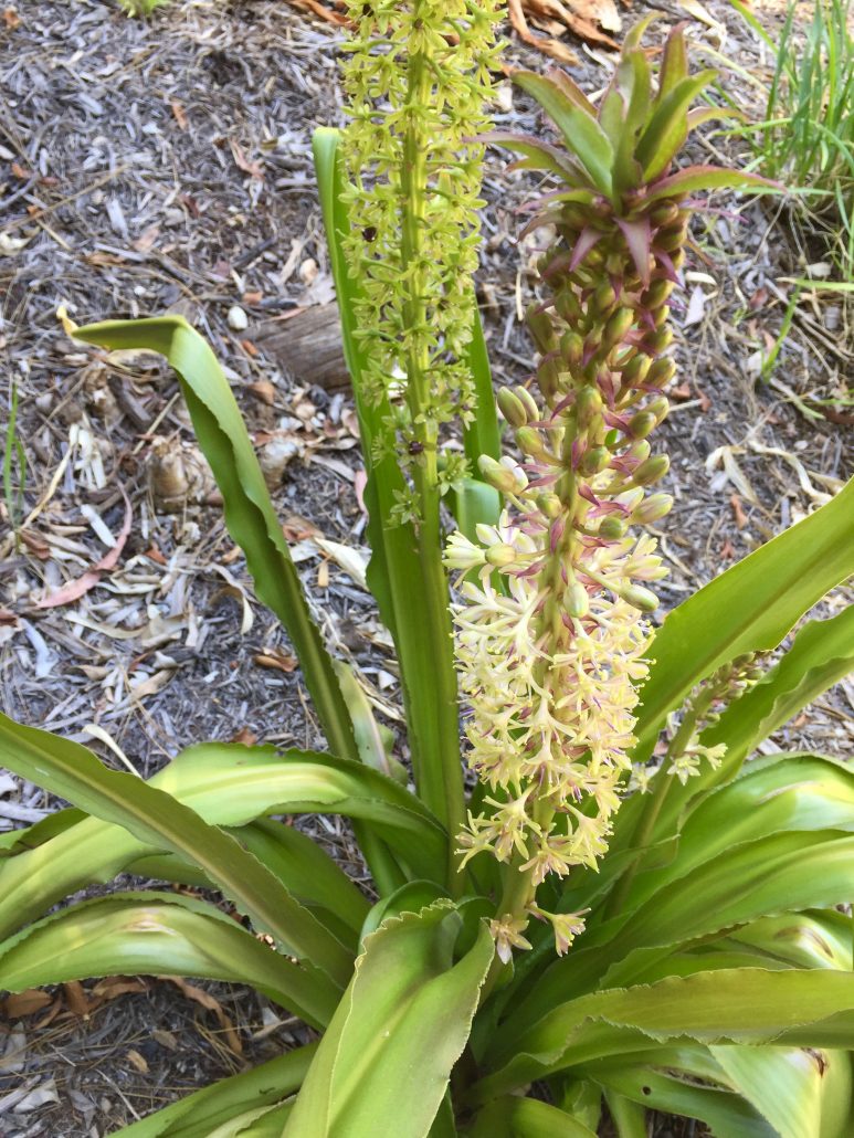 Eucomis comosa