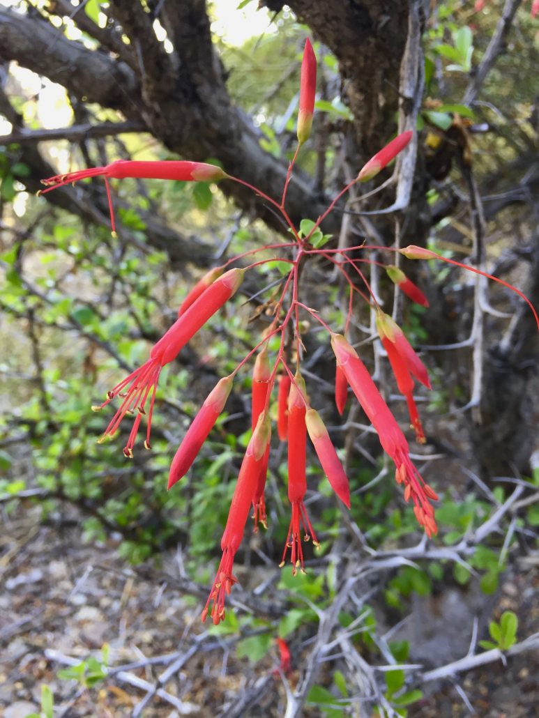 Fouquieria macdougalii