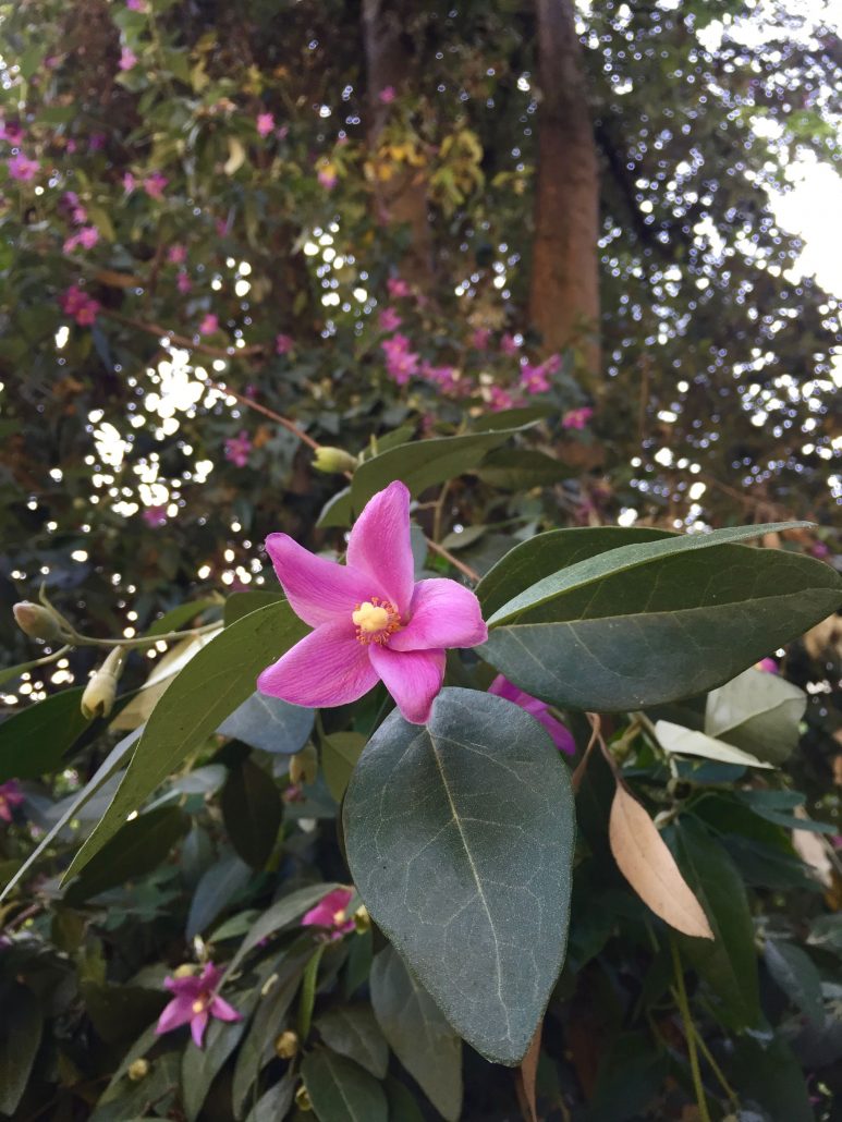 Lagunaria pattersonii