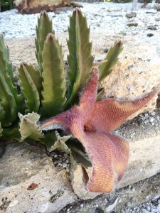 Stapelia grandifolora Stapelia grandifolora