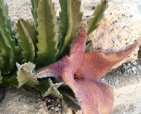 Stapelia grandifolora Stapelia grandifolora