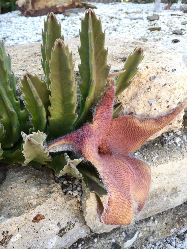 Stapelia grandifolora