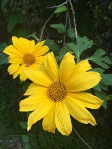 Tithonia diversifolia Tithonia diversifolia